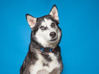 Cute dog on an isolated background studio shot