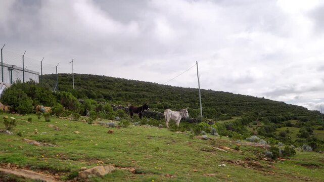 Two donkeys standing on a grassy hillside on Isla del Sol, Lake Titicaca, Bolivia, static shot.