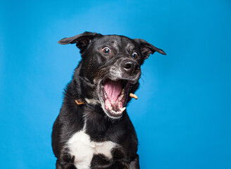 Cute dog on an isolated background studio shot