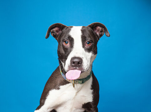 Cute dog on an isolated background studio shot