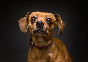 Obraz premium Cute dog on an isolated background studio shot