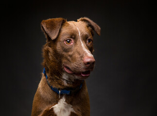 Obraz premium Cute dog on an isolated background studio shot