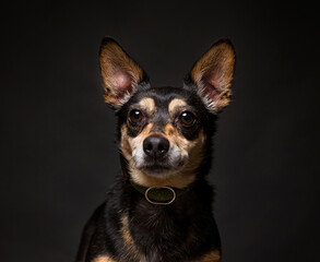 Cute dog on an isolated background studio shot