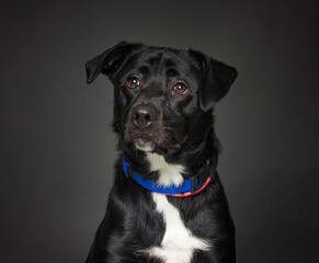 Cute dog on an isolated background studio shot