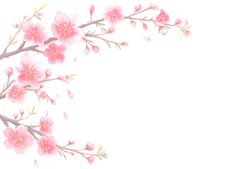 Fototapeta premium 白い背景に咲くピンクの梅の花