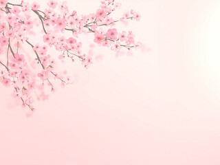 Fototapeta premium ピンクの背景に咲く満開の桜の枝