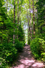 Hiking trail in the rainforest of the Pacific northwest coast, lush green foliage of ferns and dense trees in the wilderness. Pacific Rim national park, Vancouver island, BC, Canada.