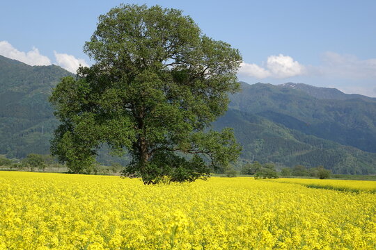 Lone Tree in a Field of Yellow Flowers