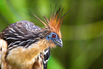Hoatzin perched in Yasun&iacute; National Park, Ecuador