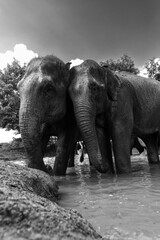 Elephant dans la rivi&egrave;re en Tha&iuml;lande
