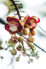 Fleurs sur Koh Samui en Tha&iuml;lande