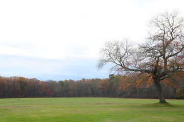 Obraz premium Lonely tree in fall