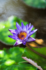 fleur de lotus dans l'&eacute;tang, Koh Samui, Thailand