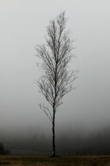 Solitary Birch Tree Against Fog in Winter, Vertical View.