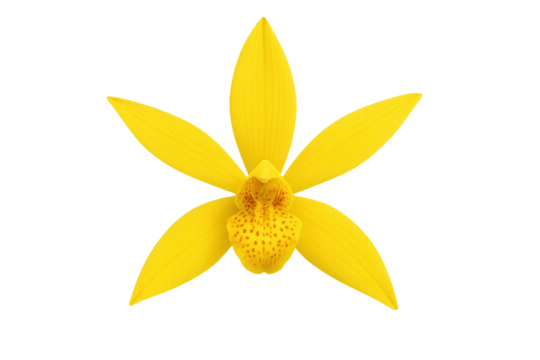 Yellow orchid flower blossom with speckled orange center, tropical flora isolated on transparent background