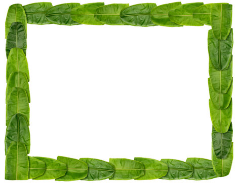 Green Banana leaf Frame background for backdrop, banana leaf background wallpaper, banana leaf decoration, Indian festival background.