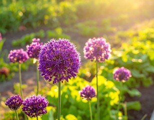 Obraz premium Close-up of vibrant purple flowers in full bloom. Golden sunlight illuminates lush garden beds. Leaves and green foliage appear in the soft-focus background