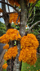 Ashoka Tree also known as Ashoka Tree has vibrant orange flower clusters