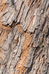 The texture of the bark of an old apple tree