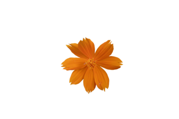 orange flower element isolated on white background.Suitable as an element of a women's theme