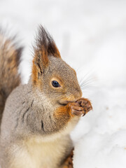 The squirrel in winter sits on white snow.