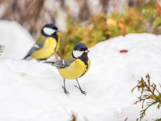 Cute bird Great tit, songbird sitting on a branch with snow in the autumn or winter.
