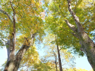 ケヤキとユリノキの紅葉を見上げる