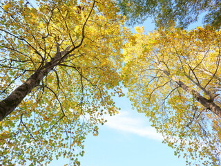 ユリノキの紅葉を見上げる