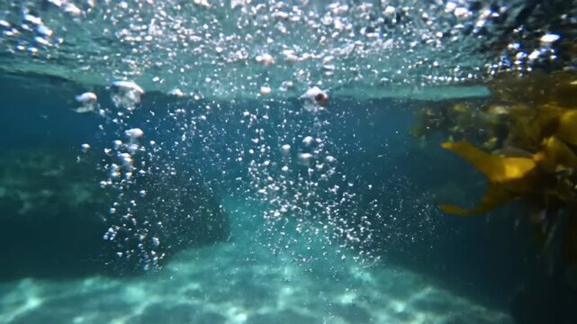 Macro shot of tiny, shimmering oxygen bubbles clinging to submerged aquatic plant leaves, creating a mesmerizing, tranquil ecosystem. detailed, serene, microscopic