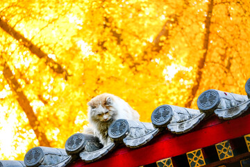  Stray Cat  on the Roof Asian