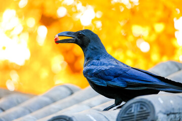 crow on roof