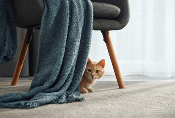 A small ginger kitten peeks from beneath a dark blanket on a chair. Its body is low to the floor and curious.