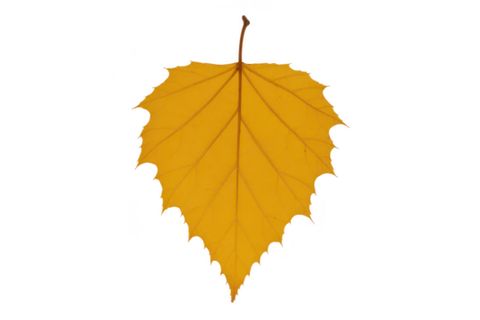 A single vibrant yellow maple leaf isolated on transparent background