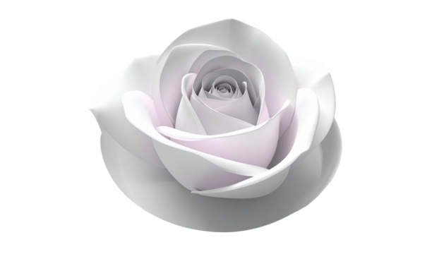 A luminous, delicate white rose bloom with tightly-curled petals. Soft gray-lavender hues at its heart