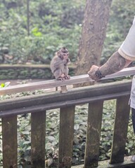 Babi monkey in Bali 