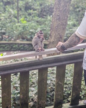 Babi monkey in Bali 