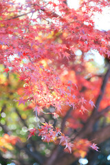 Japanese Maple Leaves in Autumn Season at Japan Park