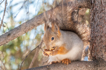 The squirrel with nut sits on tree in the winter or late autumn
