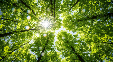 Worm's Eye View Bright Sunlight Burst Through Green Forest Canopy Nature