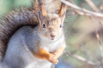 The squirrel sits on a branches without leaves in the winter or autumn
