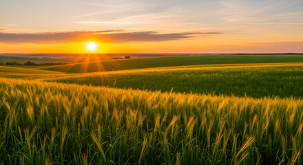 Scenic Agricultural Landscape with Golden Wheat Field at Sunrise