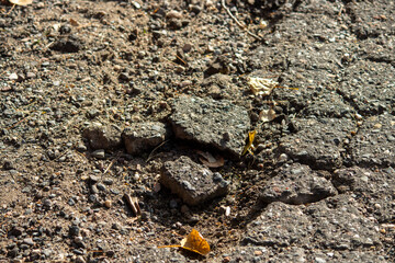 A close-up of broken pavement in autumn