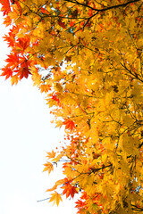 Stunning Yellow and Red Momiji Leaves Against Clear Sky with Copy Space