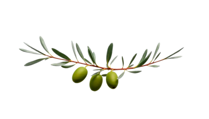 olive branch with slender leaves, elegant mediterranean style, subtle matte green tone, clean botanical detail, isolated transparent background.
