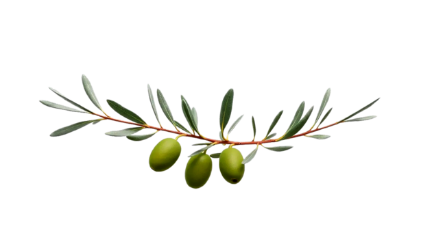olive branch with slender leaves, elegant mediterranean style, subtle matte green tone, clean botanical detail, isolated transparent background.
