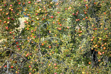 red apples on a tree