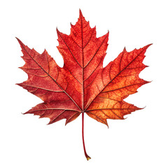 Obraz premium nd texture is a canadian symbol isolated on transparent background