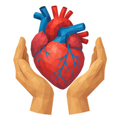 hand holding holding heart anatomy, illustration style
