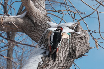 woodpecker on tree