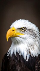 Obraz premium A close-up portrait of a majestic bird with bright white head and dark body feathers, featuring a vivid yellow beak and focused gaze